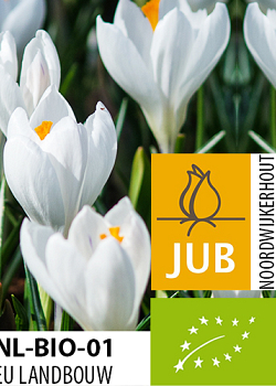 X 100 BIO CROCUS JEANNE DARC 7/8