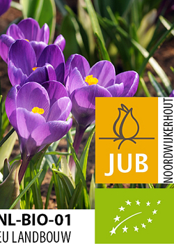 X 100 BIO CROCUS TOMM. RUBY GIANT 5/+
