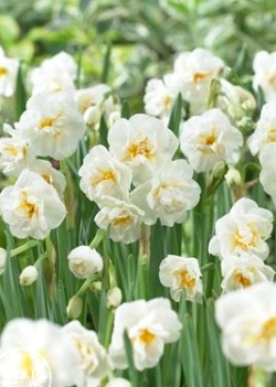 X 100 BIO NARCISSUS BRIDAL CROWN 10/12