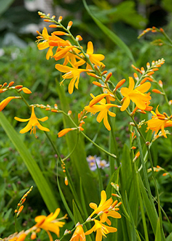 X 100 CROCOSMIA GEORGE DAVISON 8/+