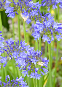 X 25 AGAPANTHUS BLUE GIANT 1/2