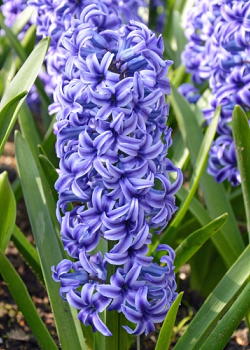 X   50 HYACINTHUS BLUE JACKET 17/18