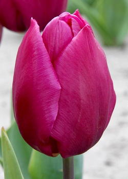 X 100 TULIPA PURPLE PRINCE 12/+