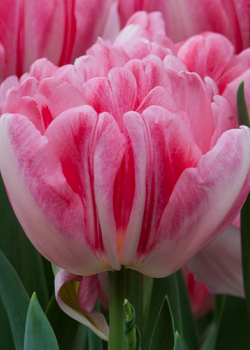 X 100 TULIPA FOXTROT 11/12