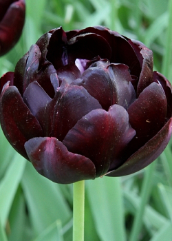 X 100 TULIPA BLACK HERO 12/+