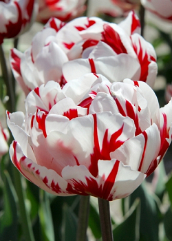 X 100 TULIPA CARNAVAL DE NICE 11/12