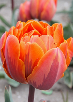 X 100 TULIPA ORANGE PRINCESS 11/12