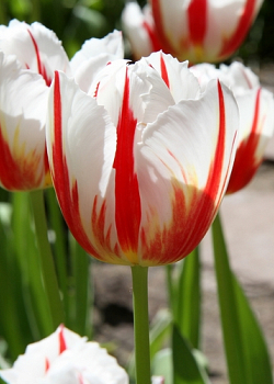 X 100 TULIPA CARNAVAL DE RIO 12/+