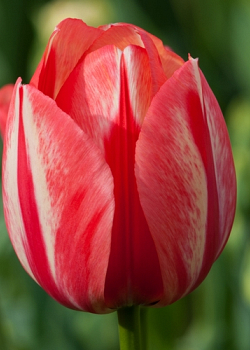 X 100 TULIPA SPRYNG BREAK 12/+