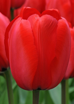 X 100 TULIPA RED IMPRESSION 11/12