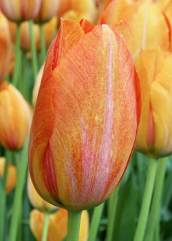 X 100 TULIPA RHAPSODY OF SMILES 11/12