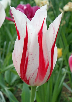 X 100 TULIPA MARILYN 11/12