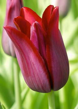 X 100 TULIPA MERLOT 11/12