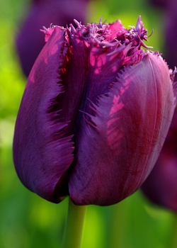 X 100 TULIPA CURLY SUE 11/12