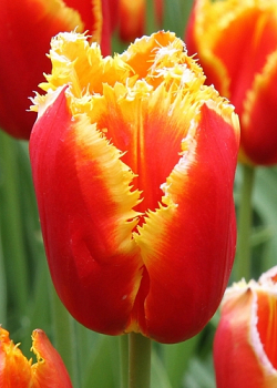 X 100 TULIPA DAVENPORT 12/+