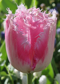 X 100 TULIPA FANCY FRILLS 12/+