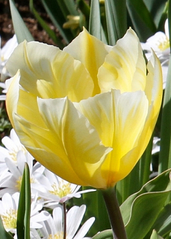 X 100 TULIPA SWEETHEART 11/12