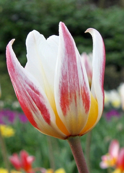 X 100 TULIPA ICE STICK 12/+