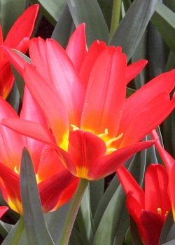 X 100 TULIPA SCARLET BABY 11/12