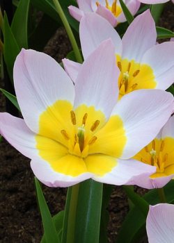 X 250 TULIPA BAKERI LILAC WONDER 6/+