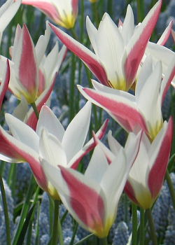 X 250 TULIPA CLUSIANA PEPPERMINTSTICK 6/+