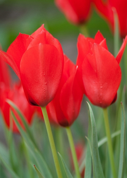 X 250 TULIPA LINIFOLIA 4/5