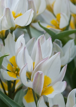 X 250 TULIPA POLYCHROMA 6/+