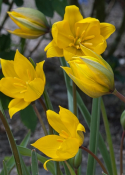 X 250 TULIPA SYLVESTRIS 6/+