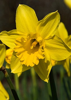 X 100 NARCISSUS STANDARD VALUE 12/14