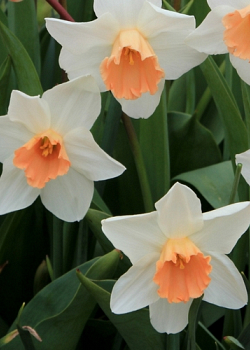 X 100 NARCISSUS ACCENT 12/14