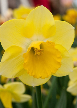 X 100 NARCISSUS CAIRNGORM 12/14