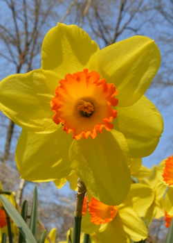 X 100 NARCISSUS RED DEVON 14/16