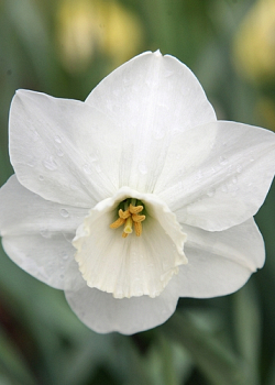 X 100 NARCISSUS STAINLESS 12/14