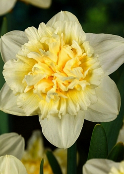 X 100 NARCISSUS ICE KING 14/16