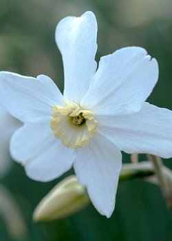 X 100 NARCISSUS POLAR ICE 12/14