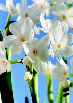 X   50 NARCISSUS PAPERWHITE 15/16