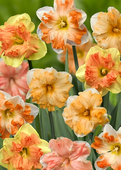 X 100 NARCISSUS SPLEETKRONIG GEMENGD 12/14