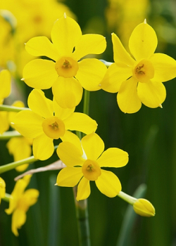 X 100 NARCISSUS BABY BOOMER 10/12