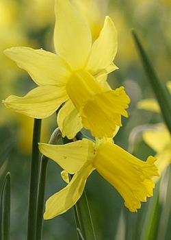 X 100 NARCISSUS FEBRUARY GOLD 14/16