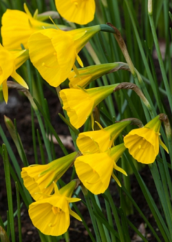 X 100 NARCISSUS GOLDEN BELLS 6/8