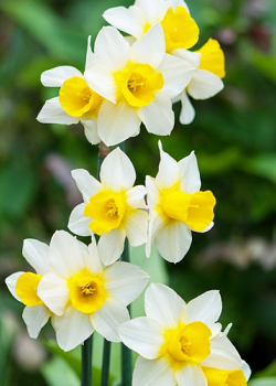 X 100 NARCISSUS GOLDEN ECHO 12/14