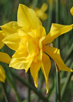 X 100 NARCISSUS ODORUS PLENUS 10/12