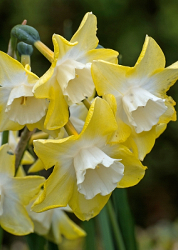 X 100 NARCISSUS PIPIT 10/12