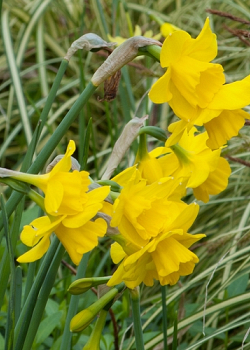 X 100 NARCISSUS QUAIL 12/14