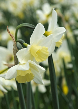 X 100 NARCISSUS SAILBOAT 12/14