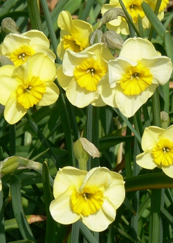 X 100 NARCISSUS SUN DISC 10/12