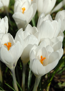 X 250 CROCUS JEANNE DARC 8/9