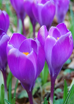 X 100 CROCUS REMEMBRANCE 8/9