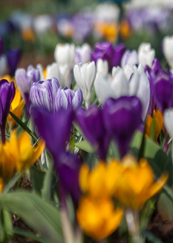 X 100 CROCUS GROOTBLOEMIG GEMENGD 8/9