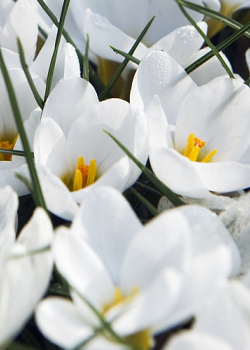 X 100 CROCUS SPECIE CHR. ARD SCHENK 5/+
